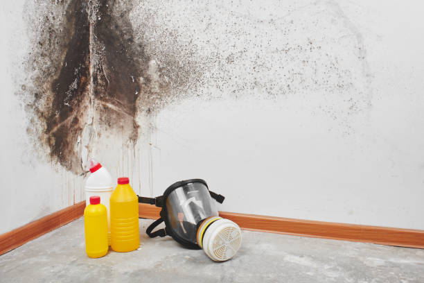 Best Home Mold Removal  in Ranchettes, WY