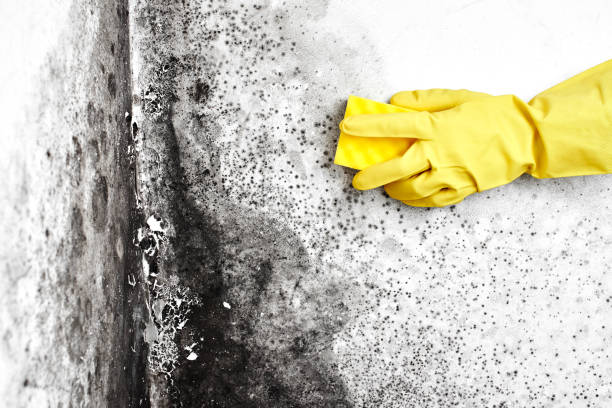 Best Mold Testing  in Ranchettes, WY