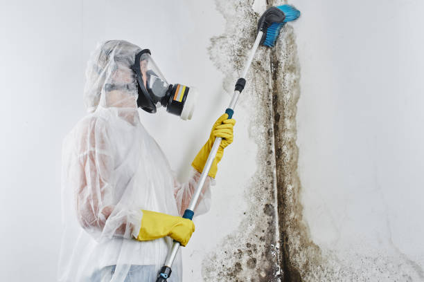 Certified Mold Removal in Ranchettes, WY