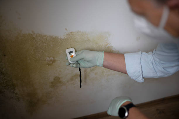 Best Office Mold Removal Services  in Ranchettes, WY