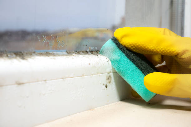 Mold Testing and Removal in Ranchettes, WY