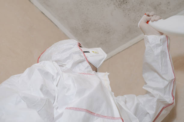 Best Mold Remediation Experts  in Ranchettes, WY