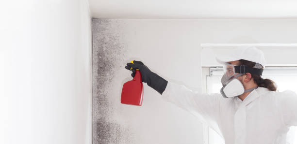 Professional Mold Removal in Ranchettes, WY