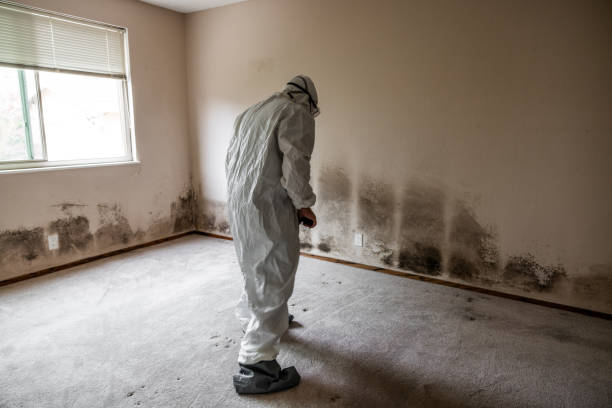 Mold Removal and Inspection in Ranchettes, WY